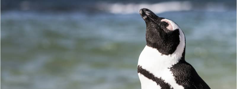 penguins traveller autobarn