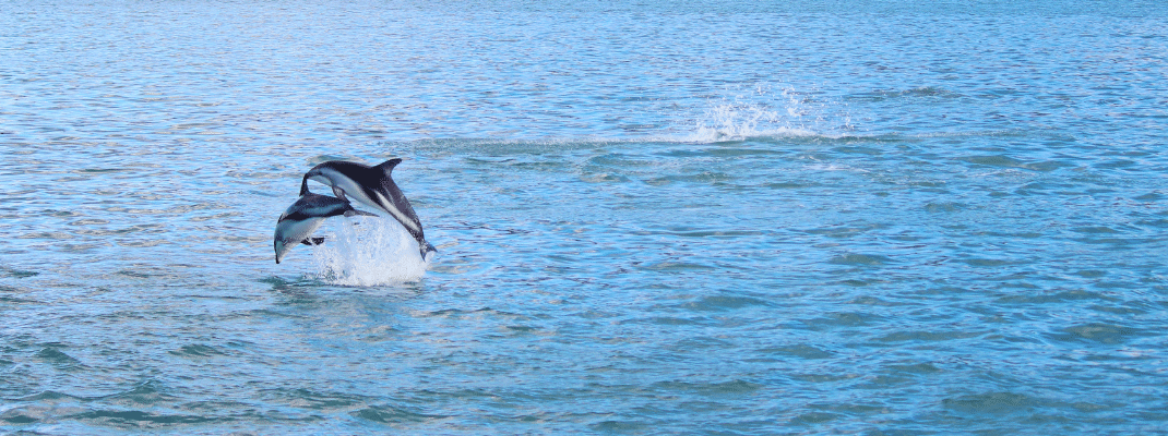 Dolphins breaching in New Zealand