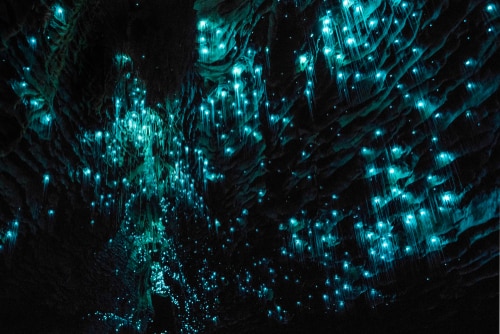 Waitomo Caves New Zealand