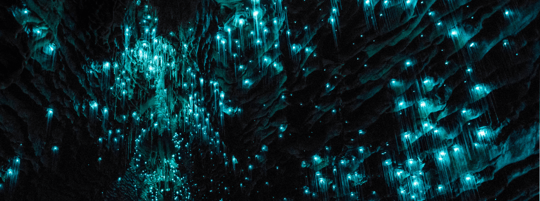 Glow-worms in Waitomo Caves