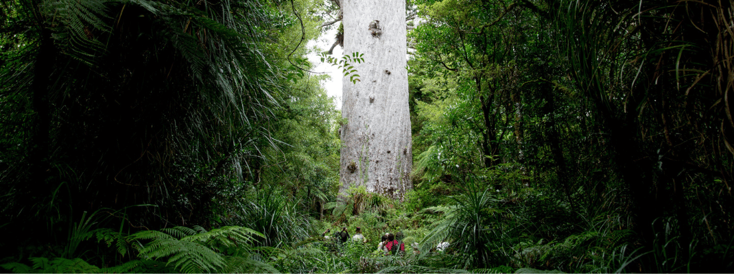 Gigantic kauri tree growing in Waipoua forest, Northland, New Zealand
