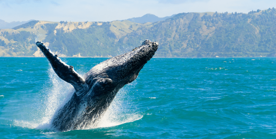 Whale breaching in New Zealand