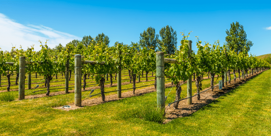 Vineyard in North Island, New Zealand