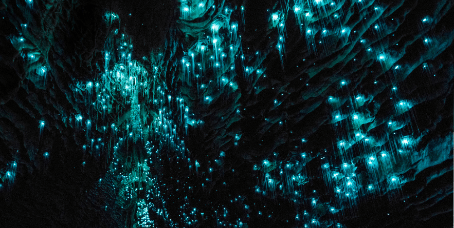 Glow Worms in New Zealand Cave