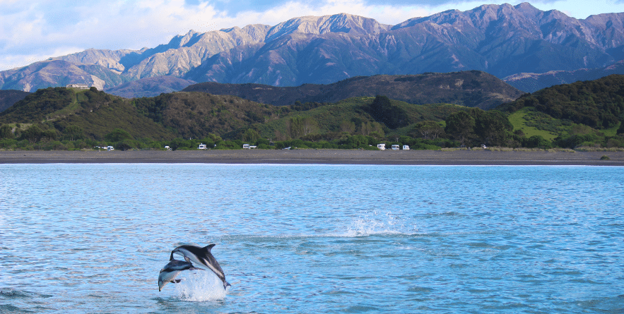 Dolphins jumping our of water in Kaikoura