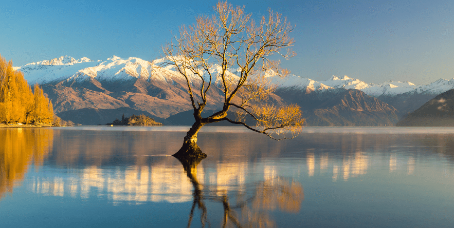 The Lonely tree of Lake Wanaka, South Island, New Zealand