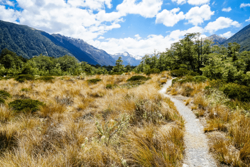 Lewis Pass Landscape In New Zealand's South Island